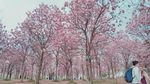 Deretan Foto Saat Wuhan Baik-Baik Saja