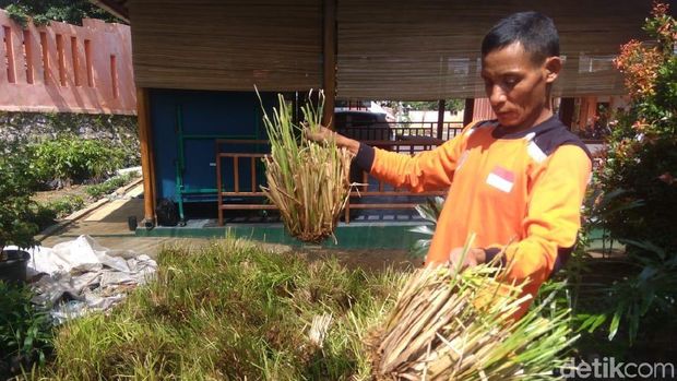 Vetiver Andalan Jokowi Teruji Ampuh Cegah Longsor di Banjarnegara