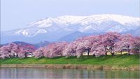 Ingin Melihat Indahnya Sakura? Coba Berkunjung ke Tohoku Mulai April