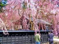 Ingin Melihat Indahnya Sakura? Coba Berkunjung ke Tohoku Mulai April