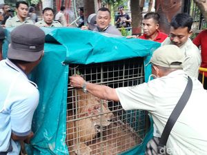 Dua Singa Jadi Koleksi Baru Bonbin Mini di Kota Probolinggo