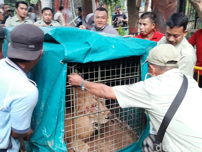 Taman Wisata Studi Lingkungan punya 2 singa baru