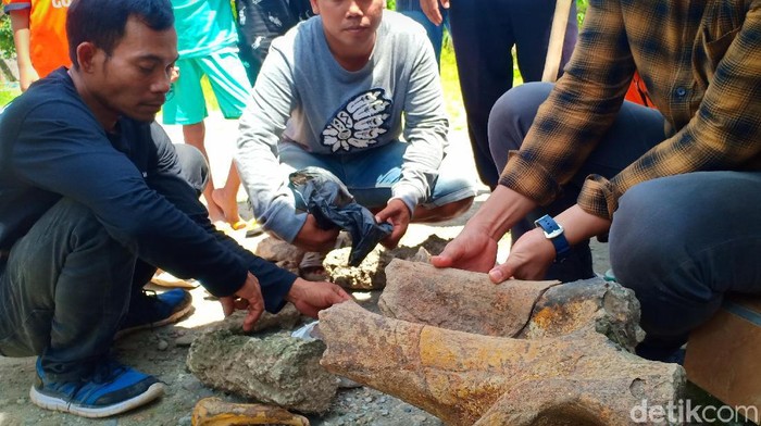 Warga Desa Sumberndo, Kecamatan Saradan, Kabupaten Madiun menemukan fosil banteng dan kudanil purba. Selain itu, warga juga menemukan fosil gajah serta kura-kura.