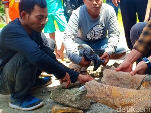 Selain Banteng dan Kudanil Purba, Warga Madiun Temukan Fosil Gajah