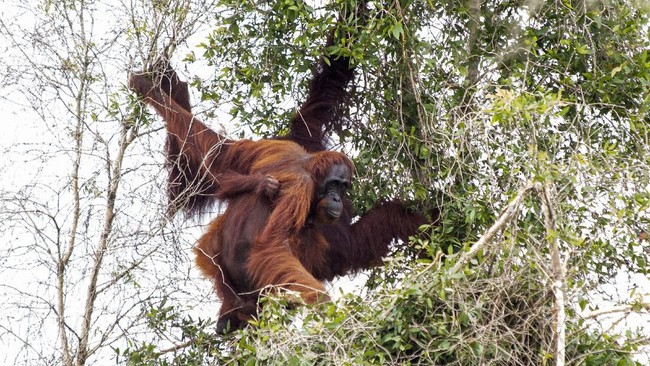 Orang Utan Bantu Pria Kecebur di Kubangan, Bikin Paspor di Mall