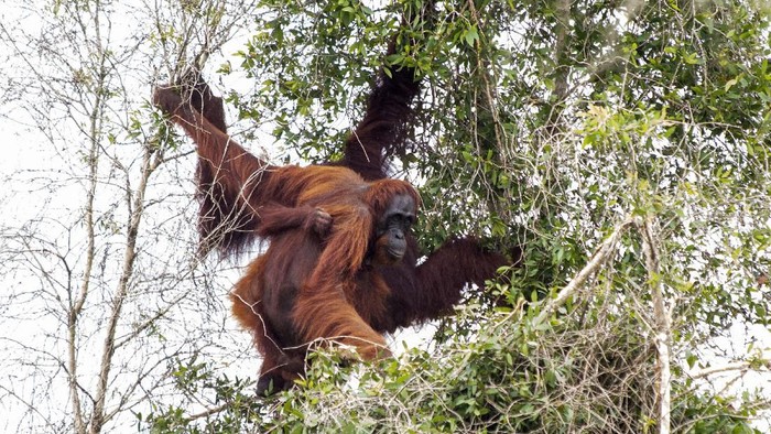 Satu orangutan jantan bersama pasangan dan anaknya bergelantungan di atas pohon saat hendak diselamatkan tim gabungan IAR Indonesia dan BKSDA Kalbar di Jalan Pelang-Tumbang Titi Km 9 di Desa Sungai Pelang, Kecamatan Matan Hilir Selatan, Kabupaten Ketapang, Kalimantan Barat, Minggu (2/2/2020). Dalam kesempatan tersebut IAR Indonesia dan BKSDA Kalbar berhasil menyelamatkan satu induk betina orangutan serta anaknya dari sebuah pohon kering di hutan yang telah mengalami kerusakan parah akibat kebakaran besar pada 2019 lalu, sementara satu orangutan jantan lainnya meloloskan diri saat hendak diselamatkan. ANTARA FOTO/HO/IAR Indonesia-Heribertus Suciadi/jhw/foc.