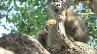 Namun sayang, walau pemandangan ini unik nasib bayi singa ini sangatlah terancam. Dalam video terlihat dia sangat lemas dan dehidrasi. (kurtsafarico/Instagram)