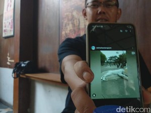 Jabar Hari Ini: Revitalisasi Gedung Sate-Pakuan Dikritik dan Patung Harimau Loncat