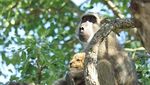Posesif! Potret Babon Culik Bayi Singa di Afrika