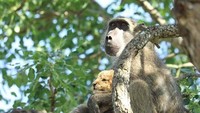 Video pemandangan tidak biasa ini pun viral di Instagram dan Youtube. Dalam keterangannya kepada The Associated Press, operator Taman Nasional Kruger, Kurt Schultz, mengatakan bahwa babon jantan ini memperlakukan bayi singa ini seperti anak babon. (kurtsafarico/Instagram)