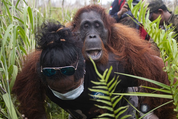 PENYELAMATAN ORANGUTAN DI KETAPANG Satu orangutan jantan bersama pasangan dan anaknya bergelantungan di atas pohon saat hendak diselamatkan tim gabungan IAR Indonesia dan BKSDA Kalbar di Jalan Pelang-Tumbang Titi Km 9 di Desa Sungai Pelang, Kecamatan Matan Hilir Selatan, Kabupaten Ketapang, Kalimantan Barat, Minggu (2/2/2020). Dalam kesempatan tersebut IAR Indonesia dan BKSDA Kalbar berhasil menyelamatkan satu induk betina orangutan serta anaknya dari sebuah pohon kering di hutan yang telah mengalami kerusakan parah akibat kebakaran besar pada 2019 lalu, sementara satu orangutan jantan lainnya meloloskan diri saat hendak diselamatkan. ANTARA FOTO/HO/IAR Indonesia-Heribertus Suciadi/jhw/foc.