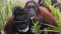 Satu Induk betina orangutan bernama Mama Rawa digendong Manager Survey, Release, Monitoring IAR Indonesia Argitoe Ranting usai dievakuasi di Jalan Pelang-Tumbang Titi Km 9 di Desa Sungai Pelang, Kecamatan Matan Hilir Selatan, Kabupaten Ketapang, Kalimantan Barat, pada Minggu (2/2/2020). 