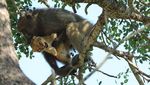 Posesif! Potret Babon Culik Bayi Singa di Afrika