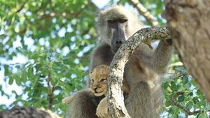 Posesif! Potret Babon Culik Bayi Singa di Afrika