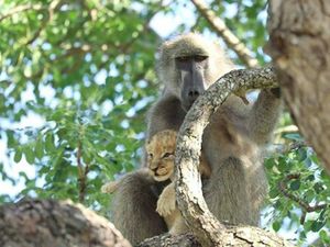Posesif! Potret Babon Culik Bayi Singa di Afrika
