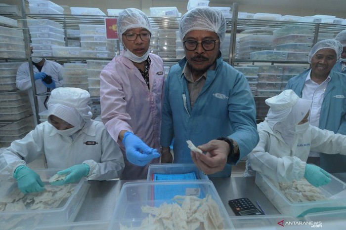 ANTARA FOTO/ Ilustrasi: Menteri Pertanian Syahrul Yasin Limpo (tengah) melihat prosesing produksi sarang burung walet di PT Waleta Asia Jaya, Tingkir, Salatiga, Jawa Tengah, Selasa (19/11/2019).