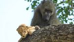 Posesif! Potret Babon Culik Bayi Singa di Afrika