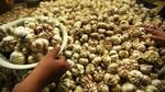 Harga Bawang Putih Terus Merangkak Naik
