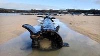 Sampai pada akhirnya, bangkai kapal muncul ke permukaan akibat tersapu badai dahsyat yang terjadi Natal lalu. (dok. Cornwall Live)