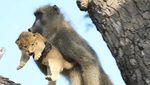 Posesif! Potret Babon Culik Bayi Singa di Afrika
