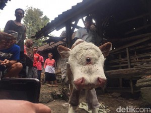 Ini Penjelasan Ilmiah soal Anak Sapi Lahir dengan 2 Mulut dan 4 Mata