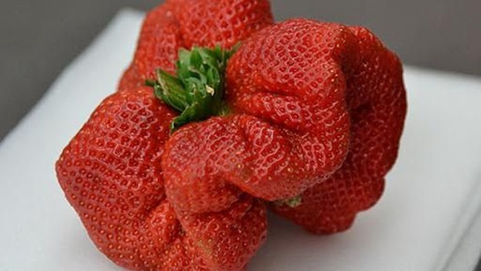 buah terberat