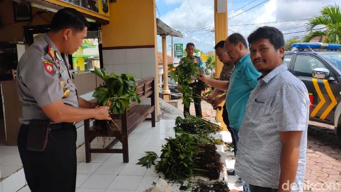 pencurian tanaman porang