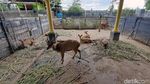 Bermain Sambil Belajar di Taman Wisata Purbasari di Purbalingga