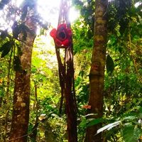 Nggak Biasa! Rafflesia Arnoldii Ini Tumbuh Menggantung di Pohon