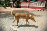 Tak Hanya di China, Jutaan Anjing di Kamboja Juga Dipotong untuk Dimakan