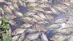 63 Ton Ikan Keramba di Sumbar Mati Akibat Angin Kencang
