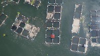 Foto udara kondisi ikan-ikan yang mati di keramba jaring apung (KJA), Linggai, Danau Maninjau, Kab.Agam, Sumatera Barat.