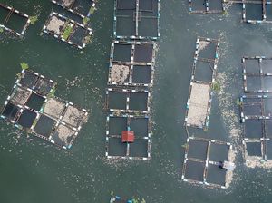 63 Ton Ikan Keramba di Sumbar Mati Akibat Angin Kencang