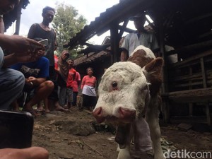 Anak Sapi Lahir Dua Mulut dan Empat Mata di Blitar Ditawar Rp 15 Juta