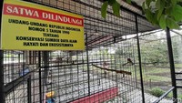 Seperti diketahui, Taman Wisata Pendidikan (TWP) Purbasari Pancuran Mas juga menjadi lokasi penangkaran dan pengembangbiakan satwa, salah satunya adalah elang Jawa.