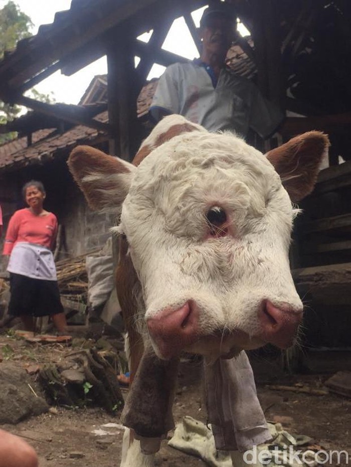 Anak Sapi Lahir dengan Dua Mulut dan Empat Mata Hebohkan Warga Blitar