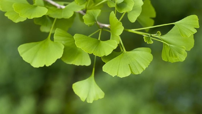 ginkgo biloba