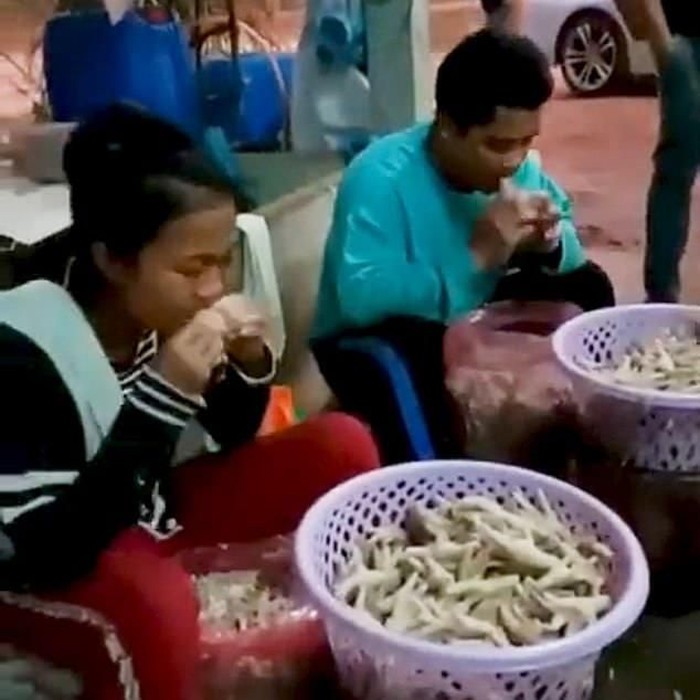 pabrik ceker ayam jorok pabrik ceker ayam jorok