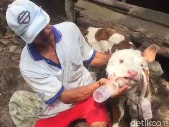 Anak Sapi Lahir Dengan 2 Mulut dan 4 Mata