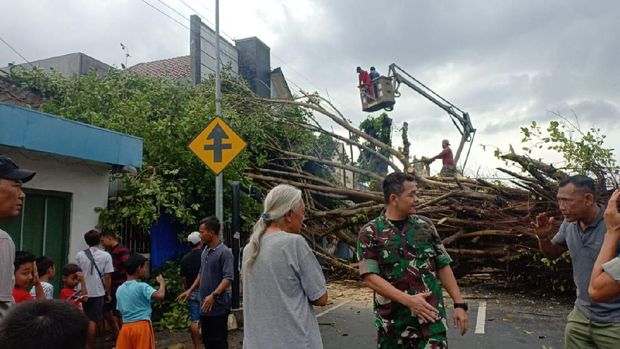 Pohon tumbang