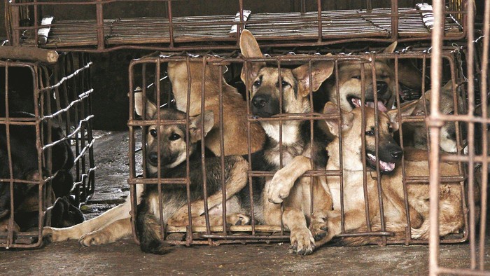 Anjing Kamboja