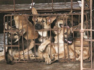 Tak Hanya di China, Jutaan Anjing di Kamboja Juga Dipotong untuk Dimakan