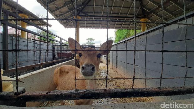 Taman Wisata Pancuran Mas Purbalingga; Tempat Penelitian, Liburan, dan Renang 