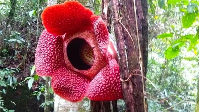 Rafflesia arnoldii mekar menggantung di Kabupaten Kaur, Bengkulu (Instagram @antonywiliamwiliam)