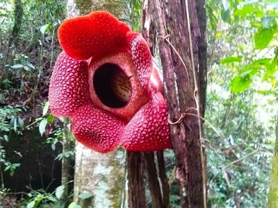 Bunga Rafflesia yang Nempel di Pohon Inang Mekar