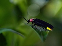 Pakar IPB Ungkap Populasi Kunang-kunang Makin Langka, Apa Penyebabnya?