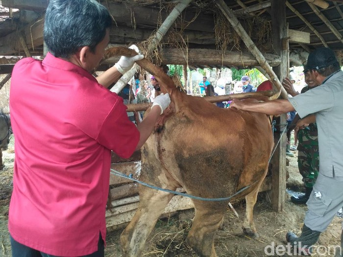 sapi mati mendadak
