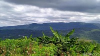 Desa Cawet memang berada di antara perbukitan yakni Igir Jahe dan Bukit Bulu. Desa ini juga berlimpah air dan diapit oleh dua sungai besar yakni Kali keruh (yang berbatasan dengan Kabupaten Pekalongan) dan sungai Pulaga (Robby Bernardi/detikcom)