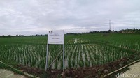 KPK juga menyita lahan persawahan milik Rohadi.