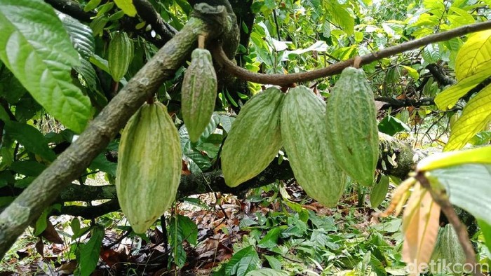 Kebun cokelat di Bogor.